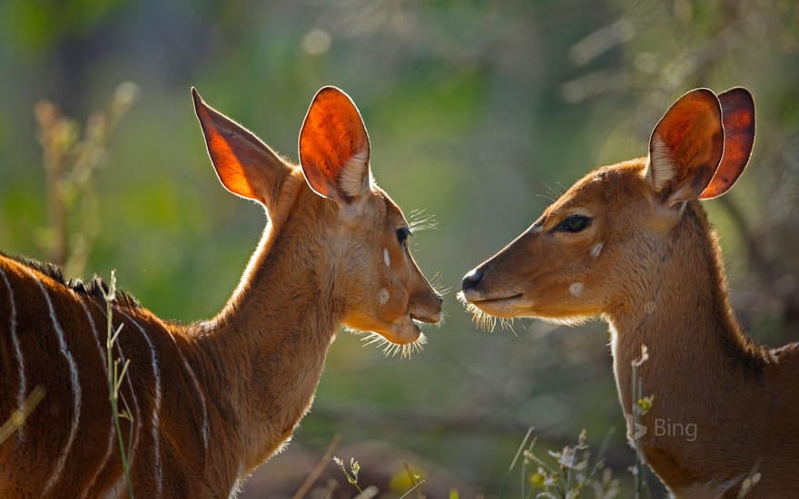 Female nyalas, Kruger National Park, South Africa