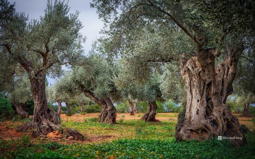 Olive orchard in the Serra de Tramuntana, Mallorca, Balearic Islands, Spain