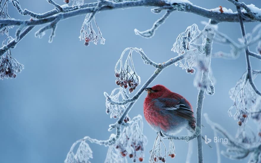 Pine grosbeak