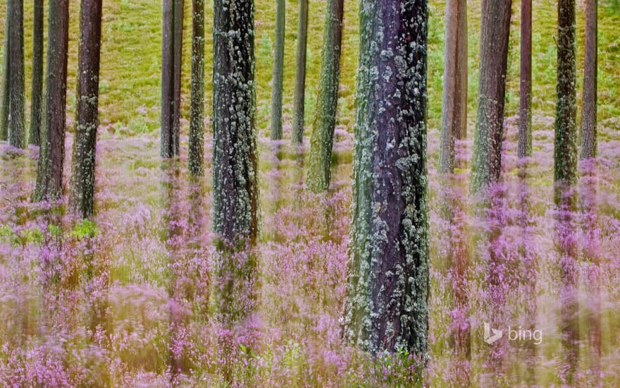 Heather growing in Cairngorms National Park, Scotland