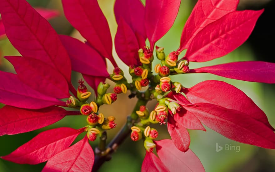 Poinsettia flower buds