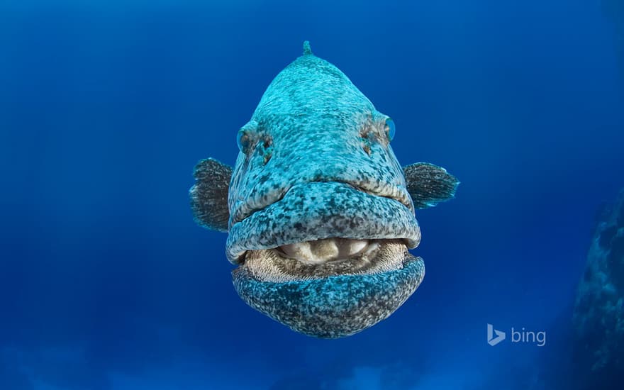 Potato cod off the western coast of Australia