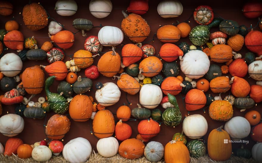 Different kinds of pumpkins and gourds