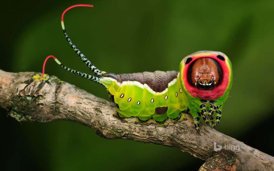 Puss moth caterpillar