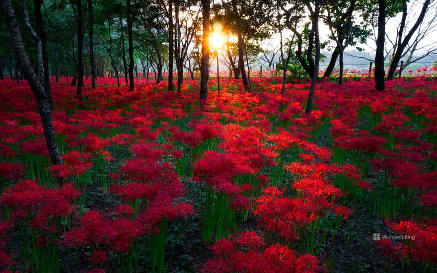 Red spider lily in Kinchakuda, Hidaka City, Saitama Prefecture