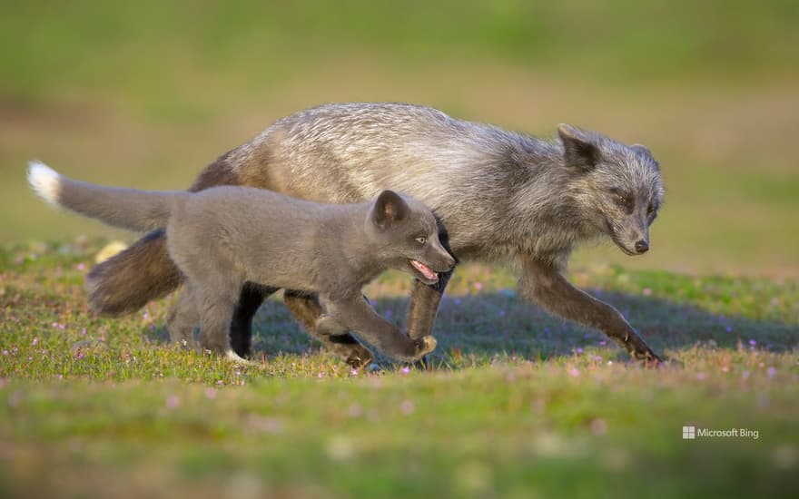 Red fox father and kit, Washington, USA