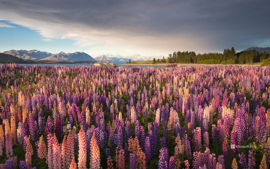 Russell lupines along Lake Tekapo, South Island, New Zealand