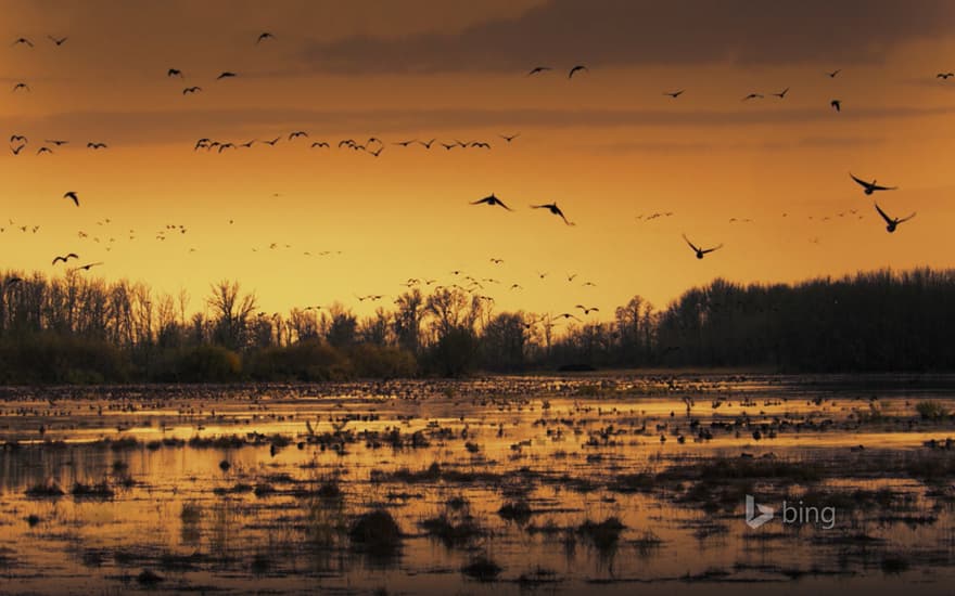 Sacramento National Wildlife Refuge, California, USA