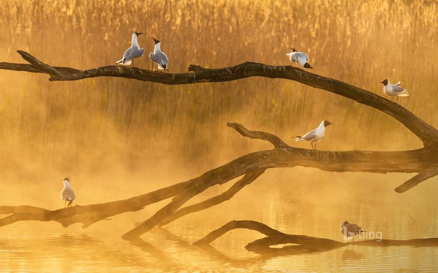 Seagulls in La Brenne, France