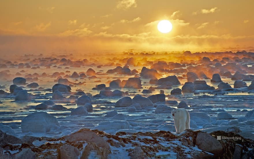 Polar bear at the edge of Hudson Bay, Manitoba, Canada