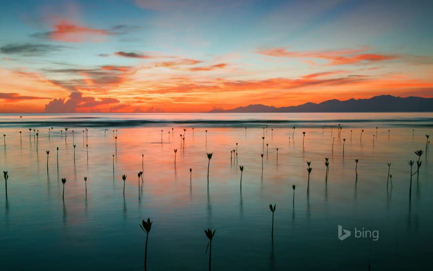 Seedling mangroves in Cayos Cochinos, Honduras