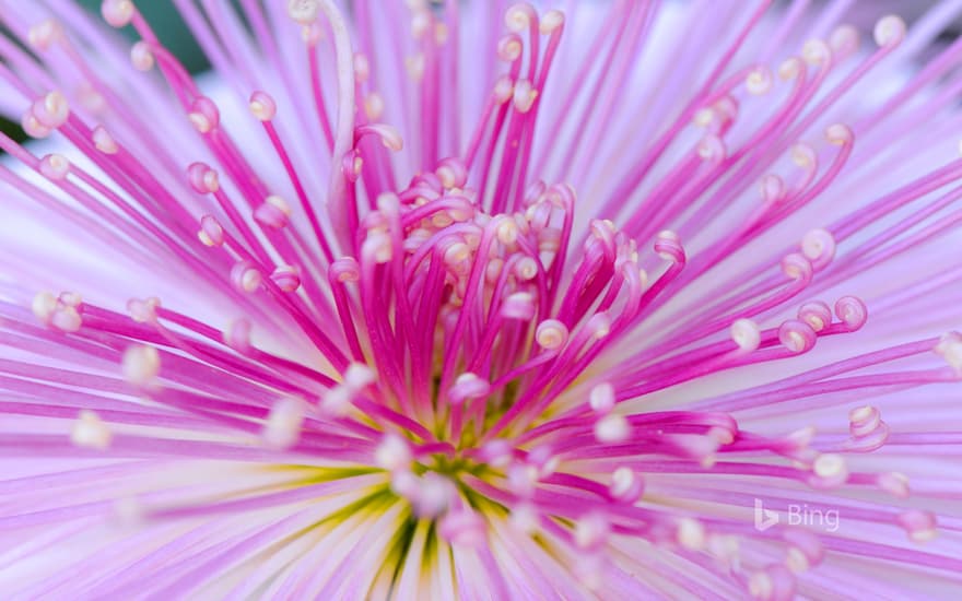 Traditional chrysanthemum of Japan