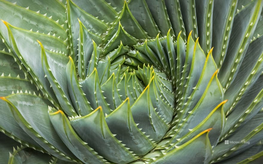 Spiral aloe