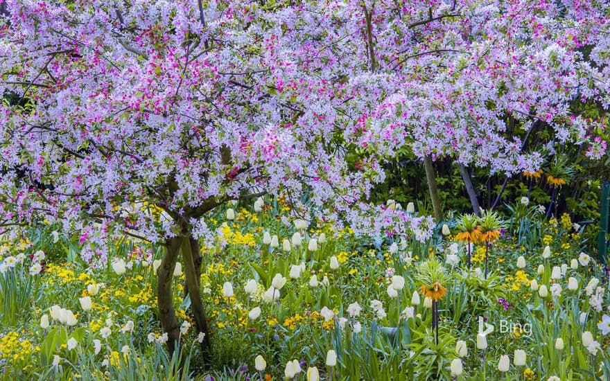 Springtime in Claude Monet's garden, Giverny, France