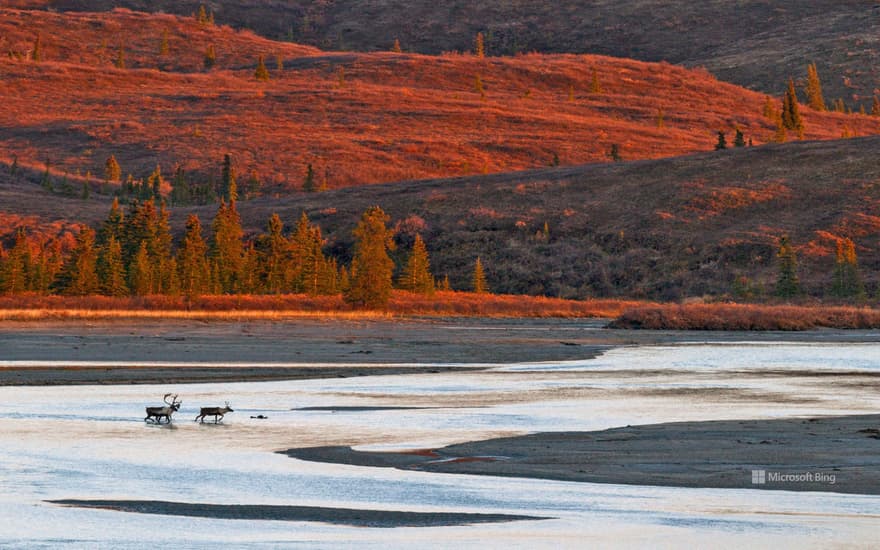 Reindeer crossing the Susitna River during the autumn rut, Alaska, USA