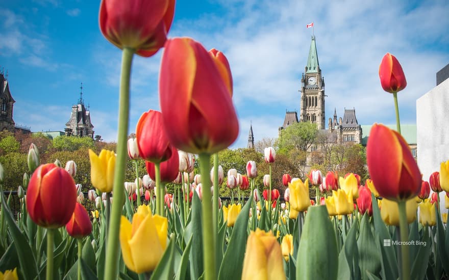 Canadian Tulip Festival in Ottawa