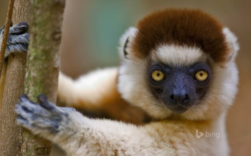 Verreaux's sifaka in Berenty Reserve, Madagascar