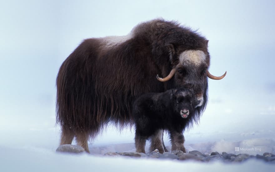 Muskox with newborn on the North Slope of the Brooks Range, Alaska