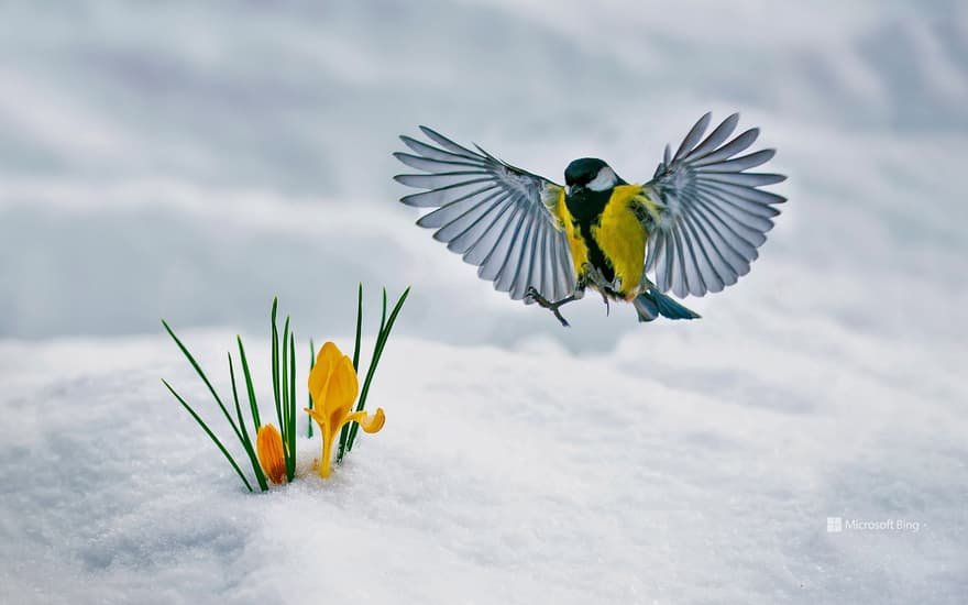 Great tit and crocuses