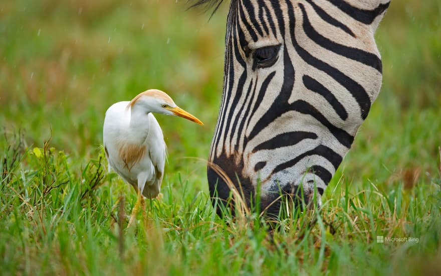 Rietvlei Nature Reserve, South Africa