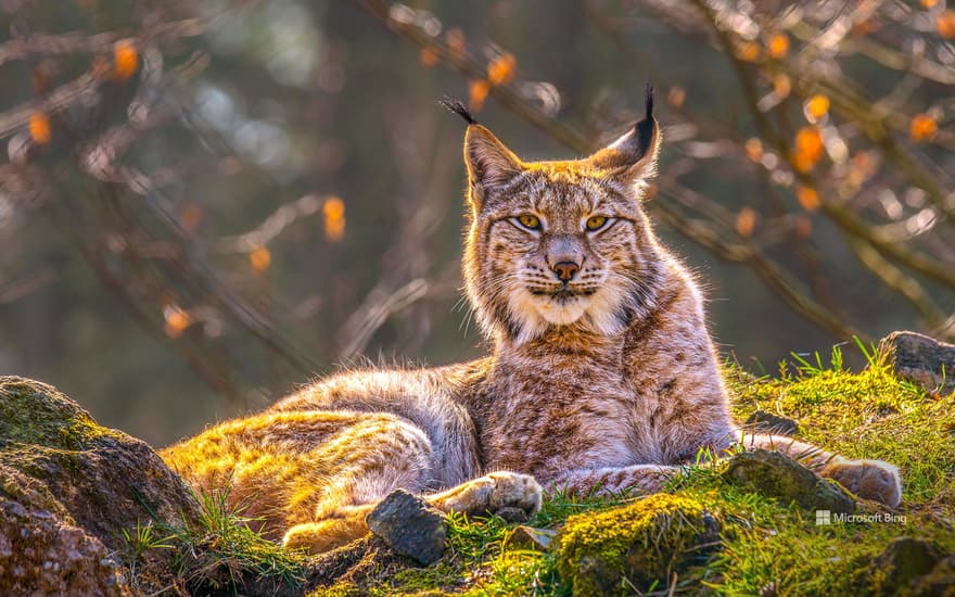 Eurasian lynx, Siberia