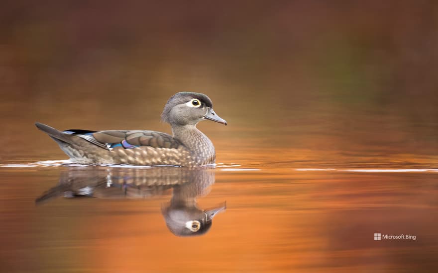 Wood duck hen, United States